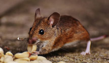 24 Hour & Emergency Exterminators in East Livermore, ME